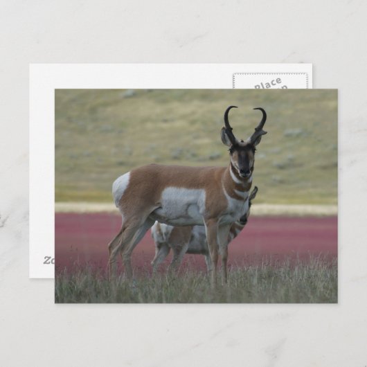 A24 Pronghorn Antelope Postkarte (Vorne/Hinten)