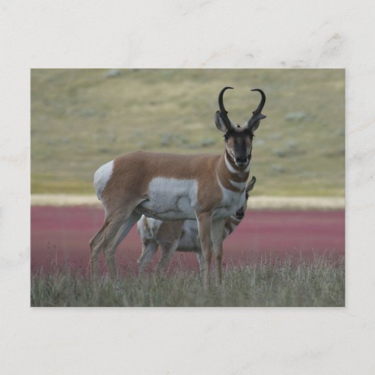 A24 Pronghorn Antelope Postkarte (Vorderseite)
