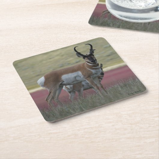 A24 Pronghorn Antelope Rechteckiger Pappuntersetzer (angewinkelt)