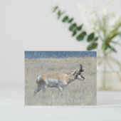A25 Gabelbock Junger Bock Postkarte (Stehend Vorderseite)