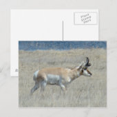 A25 Gabelbock Junger Bock Postkarte (Vorne/Hinten)