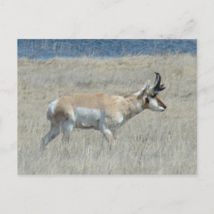 A25 Gabelbock Junger Bock Postkarte