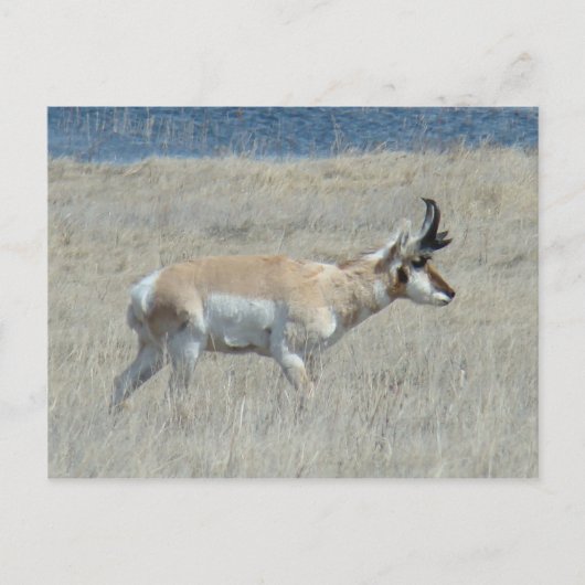 A25 Gabelbock Junger Bock Postkarte (Vorderseite)