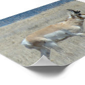 A25 Pronghorn Antelope Buck Poster (Ecke)