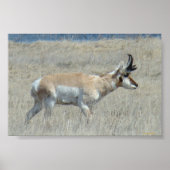 A25 Pronghorn Antelope Buck Poster (Vorne)