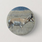 A25 Pronghorn Antelope Button (Vorderseite)