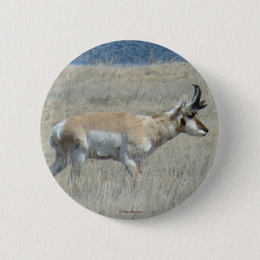 A25 Pronghorn Antelope Button (Vorderseite)