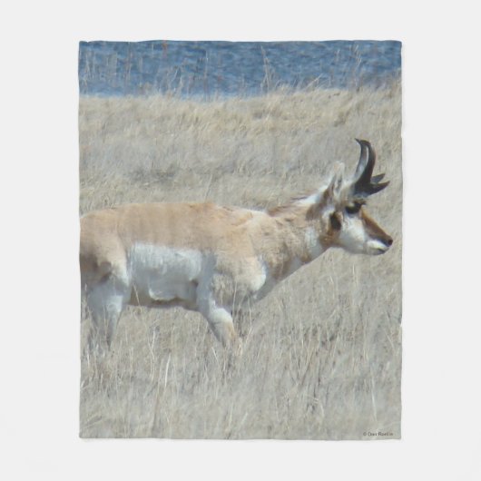 A25 Pronghorn Antelope Fleecedecke (Vorderseite)
