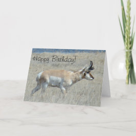 A25 Pronghorn Antelope Young Buck Karte