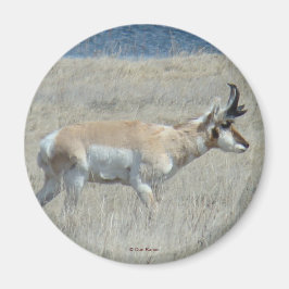 A25 Pronghorn Antelope Young Buck Magnet