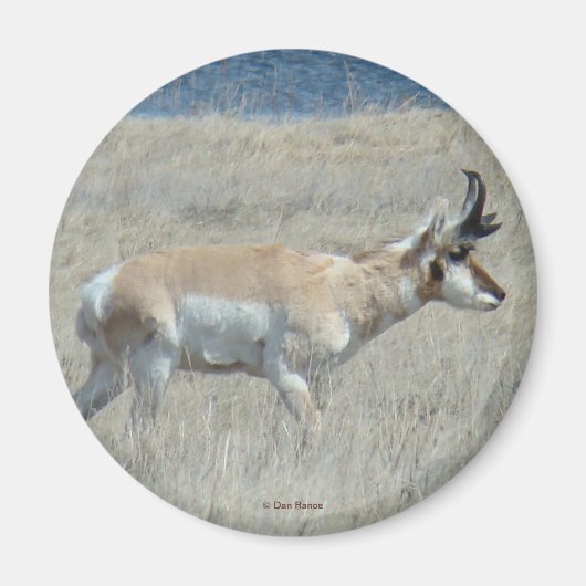 A25 Pronghorn Antelope Young Buck Magnet (Vorne)