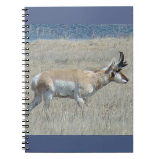 A25 Pronghorn Antelope Young Buck Notizblock (Vorderseite)