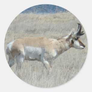 A25 Pronghorn Antelope Young Buck Runder Aufkleber