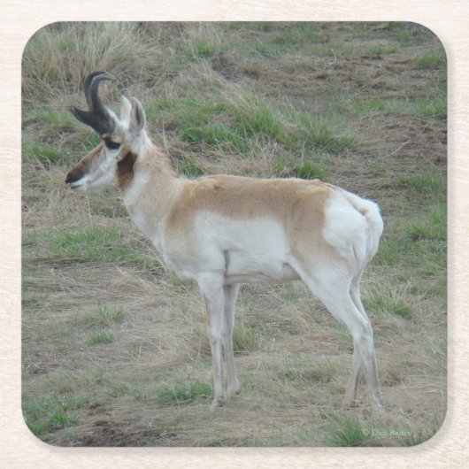 A26 Gabelbock Junger Bock Rechteckiger Pappuntersetzer (Vorderseite)