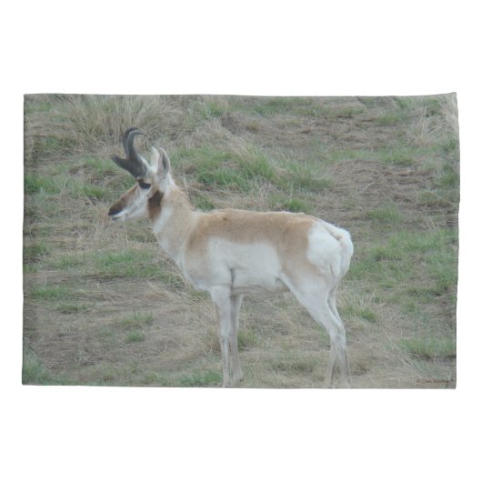A26 Pronghorn Antelope Buck Kissenbezug (Rückseite)