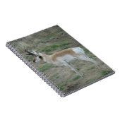 A26 Pronghorn Antelope Buck Notizblock (Rechte Seite)
