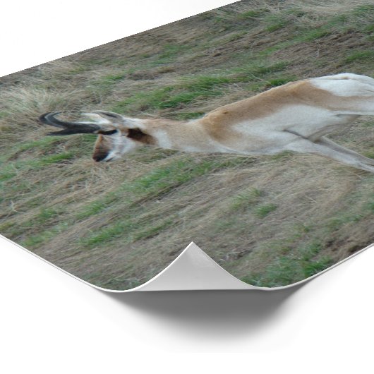 A26 Pronghorn Antelope Buck Poster (Ecke)