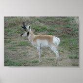 A26 Pronghorn Antelope Buck Poster (Vorne)