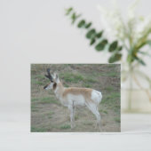 A26 Pronghorn Antelope Buck Postkarte (Stehend Vorderseite)