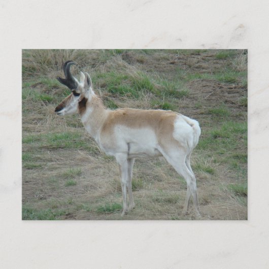 A26 Pronghorn Antelope Buck Postkarte (Vorderseite)