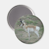 A26 Pronghorn Antelope Magnet (Vorderseite/Rückseite)