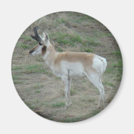 A26 Pronghorn Antelope Magnet