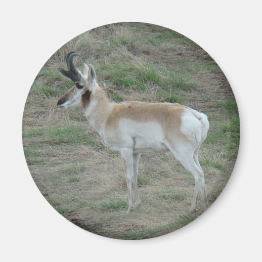 A26 Pronghorn Antelope Magnet (Vorne)