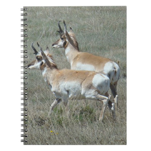 A27 Gabelbock Jungböcke Notizblock (Vorderseite)