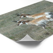 A27 Gabelbock Jungböcke Poster (Ecke)
