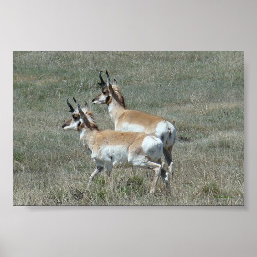 A27 Gabelbock Jungböcke Poster (Vorne)