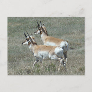A27 Gabelbock-Jungböcke Postkarte