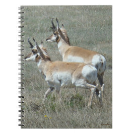 A27 Pronghorn Antelope Youhg Bucks Notizblock