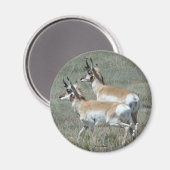 A27 Pronghorn Antelope Young Bucks Magnet (Vorderseite/Rückseite)
