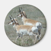 A27 Pronghorn Antelope Young Bucks Magnet (Vorne)