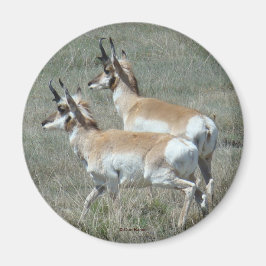 A27 Pronghorn Antelope Young Bucks Magnet