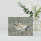A27 Pronghorn Antelope Young Bucks Postkarte (Stehend Vorderseite)