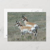 A27 Pronghorn Antelope Young Bucks Postkarte (Vorne/Hinten)