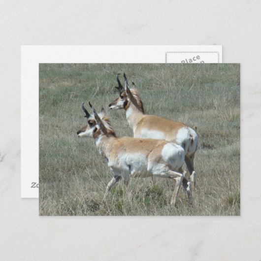 A27 Pronghorn Antelope Young Bucks Postkarte (Vorne/Hinten)