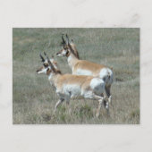 A27 Pronghorn Antelope Young Bucks Postkarte (Vorderseite)
