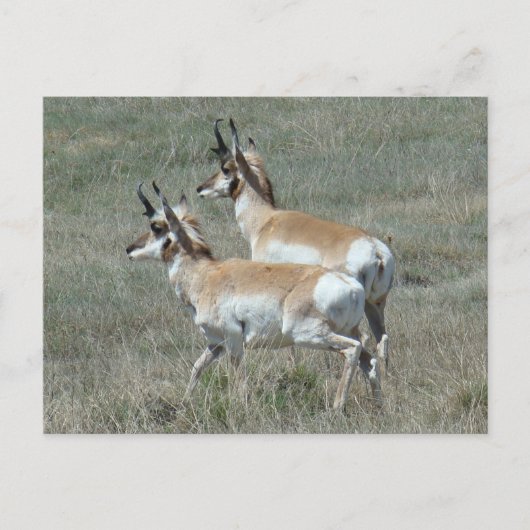 A27 Pronghorn Antelope Young Bucks Postkarte (Vorderseite)