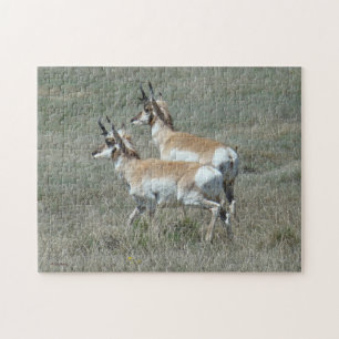 A27 Pronghorn Antelope Young Bucks Puzzle