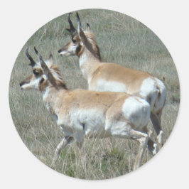 A27 Pronghorn Antelope Young Bucks Runder Aufkleber