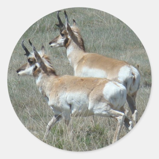A27 Pronghorn Antelope Young Bucks Runder Aufkleber (Vorderseite)