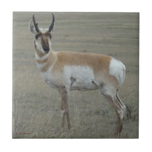 A28 Gabelbock Junger Bock Fliese