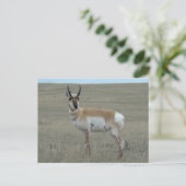 A28 Gabelbock Junger Bock Postkarte (Stehend Vorderseite)