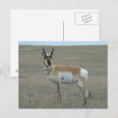 A28 Gabelbock Junger Bock Postkarte (Vorne/Hinten)