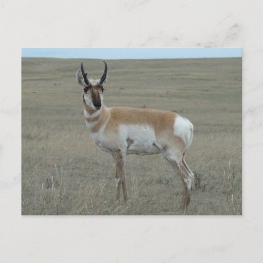 A28 Gabelbock Junger Bock Postkarte (Vorderseite)