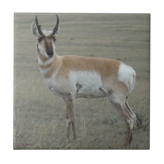 A28 Pronghorn Antelope Young Buck Fliese (Vorderseite)