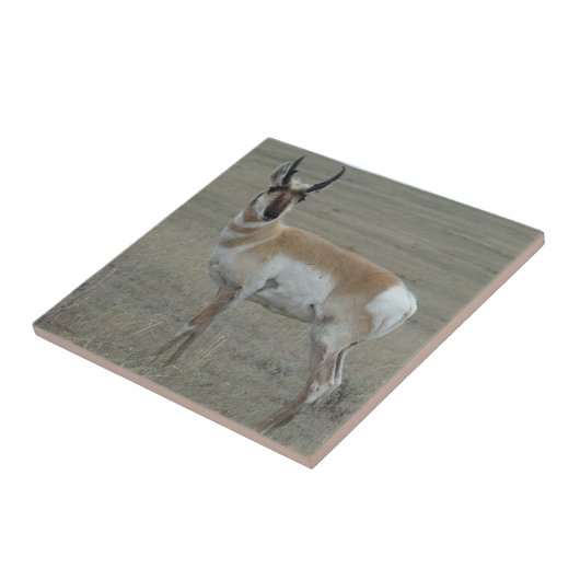 A28 Pronghorn Antelope Young Buck Fliese (Seite)