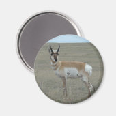 A28 Pronghorn Antelope Young Buck Magnet (Vorderseite/Rückseite)